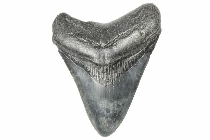 Fossil Megalodon Tooth - South Carolina #190244